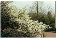 pictures/1998/1998-04-03-begunstigersdag-afvalverbranding